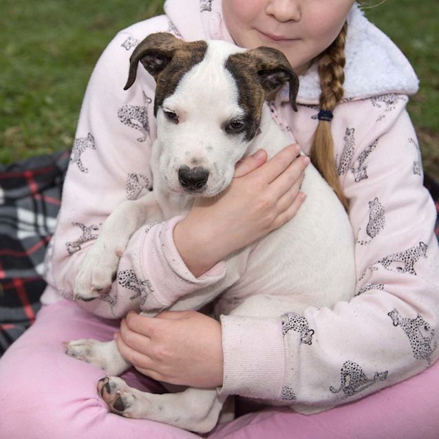Photo of Zoe ~ Playful Bulldog X Puppy (On Trial 13/06/20)