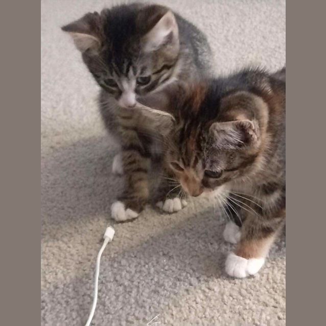 Photo of Apache & Forrest 