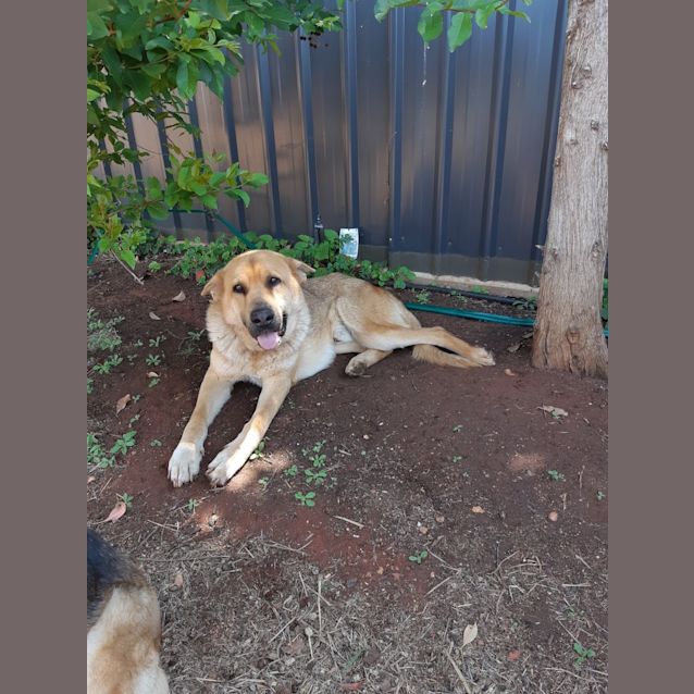 Photo of Jonathon (Bonded With Victoria)