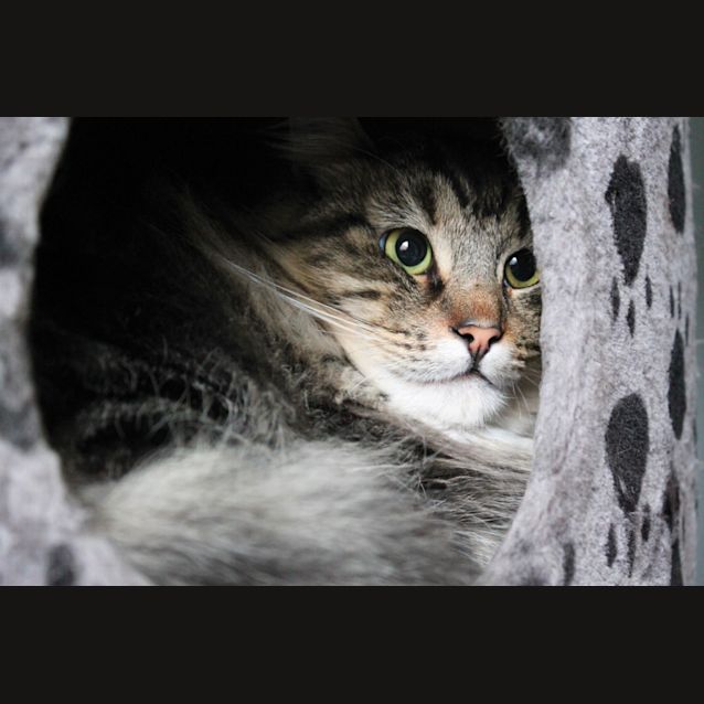 Photo of Scarecrow 