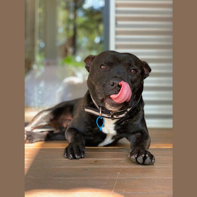 Photo of Brodie
