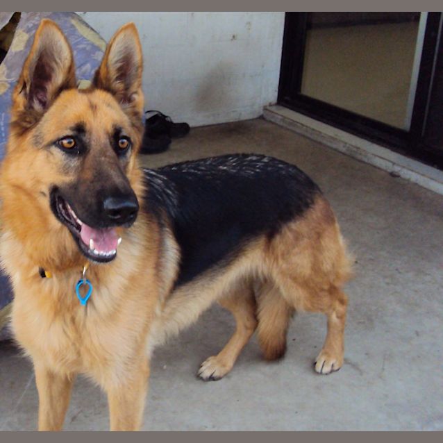 Photo of Willow