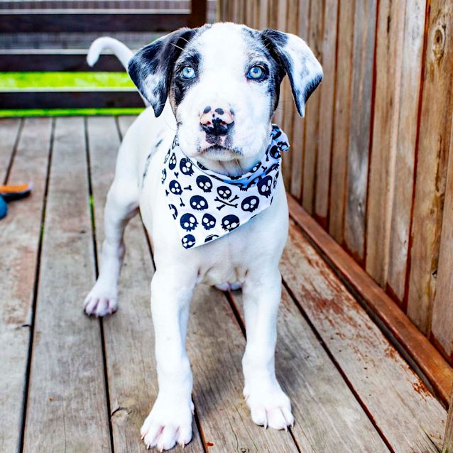 Photo of Aries ~ Sweet Bull Arab X Puppy (Deposit Taken)