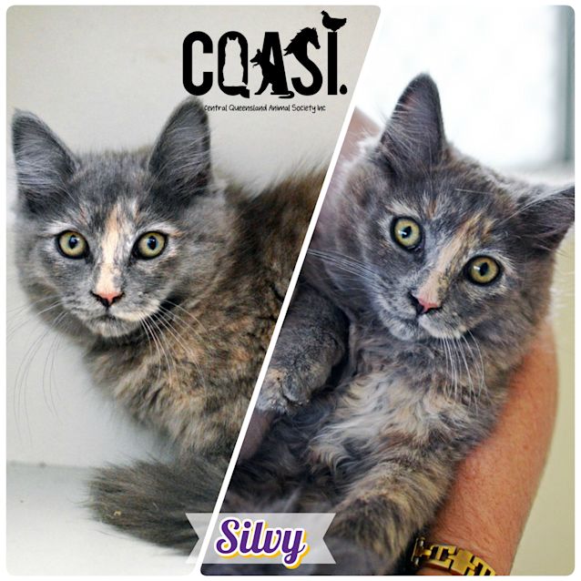Photo of Silvy
