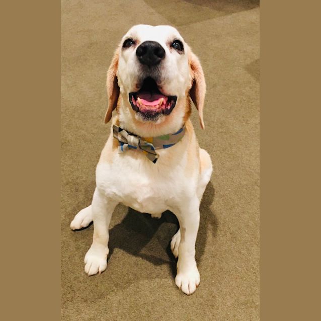 Photo of Barney