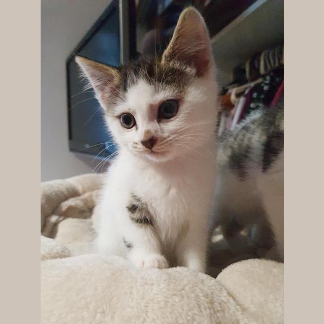 Photo of Pretzel