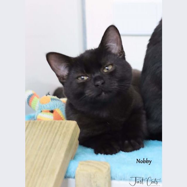 Photo of Nobby
