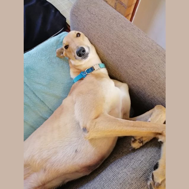 Photo of Deano   Gorgeous Gentle Giant