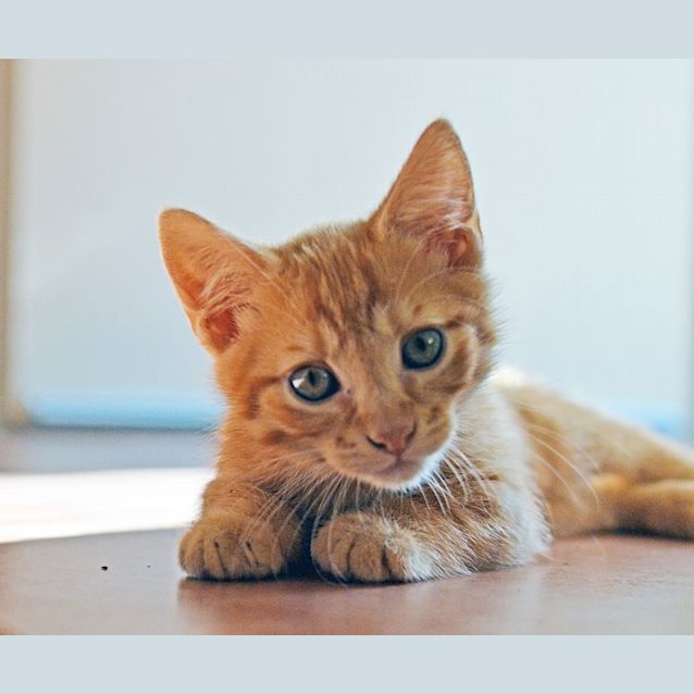 Photo of Simba