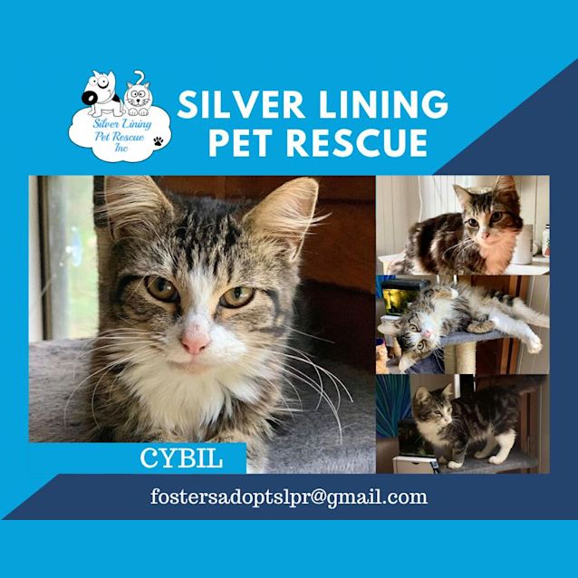 Photo of Cybil