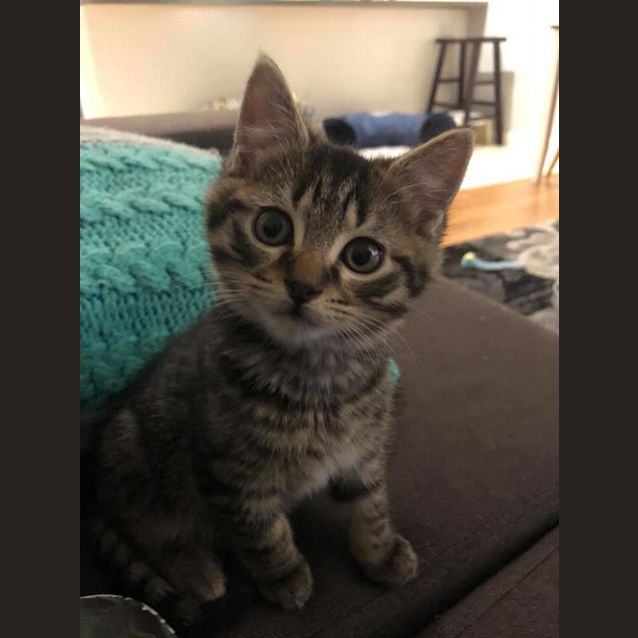 Photo of Casper   Available Mid June