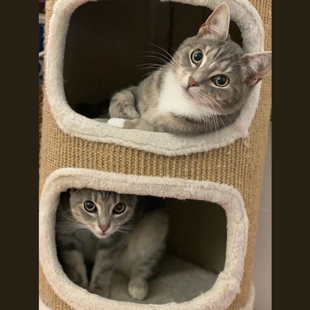 Photo of Pixie & Polly