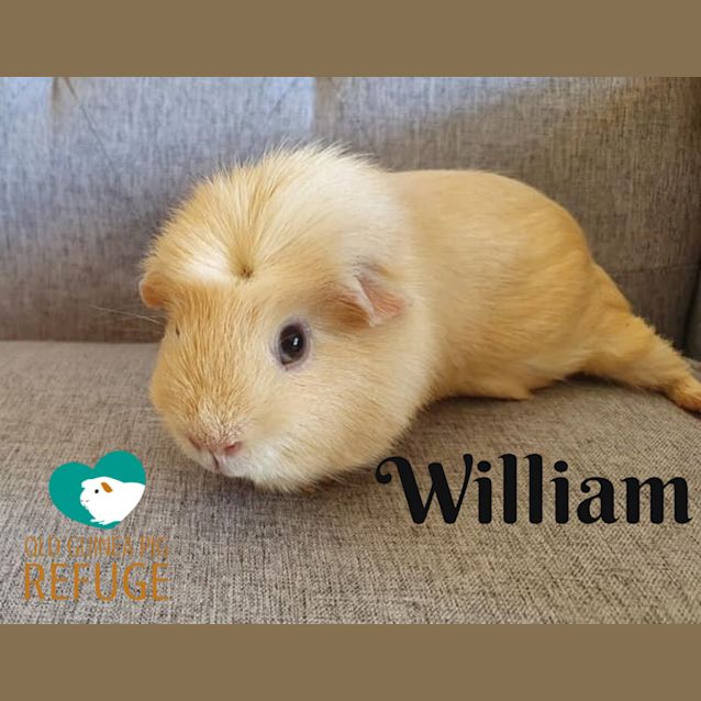 Photo of William (Desexed Male)