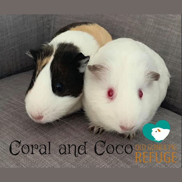 Photo of Coral And Coco