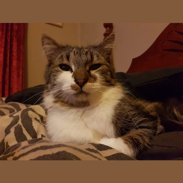 Photo of Rebel