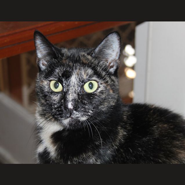 Photo of Trucker Mum