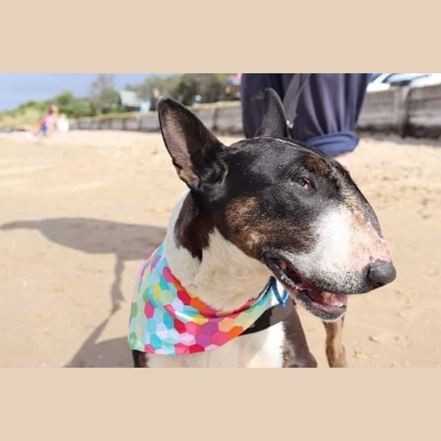 Photo of Hanna   Foster Carer Needed