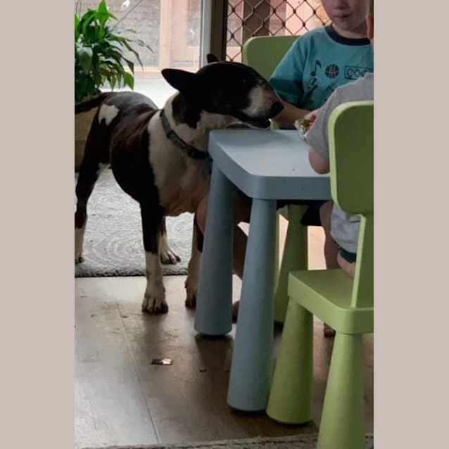 Photo of Hanna   Foster Carer Needed