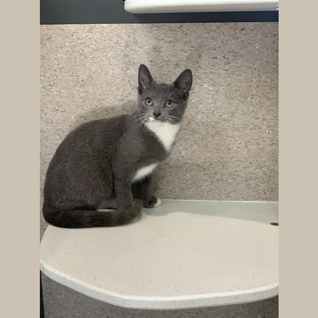 Photo of Diamond