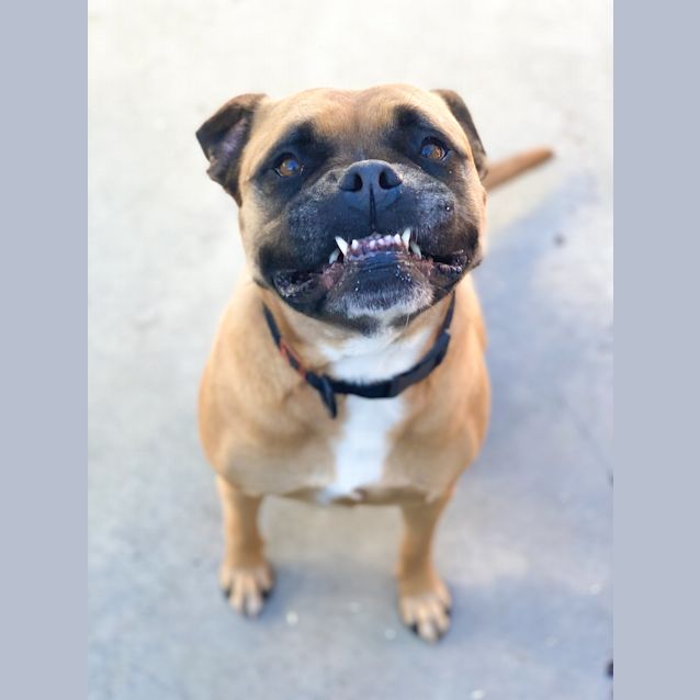 Photo of Nala