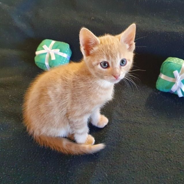 Photo of Coconut