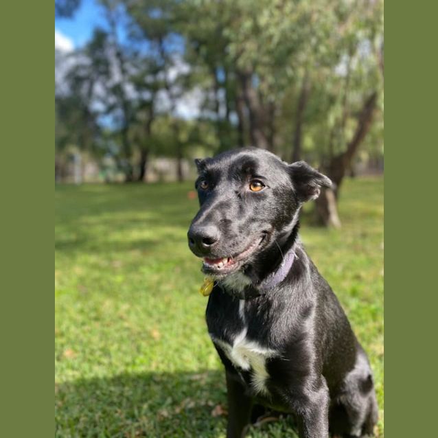 Photo of Charlie (Bond)