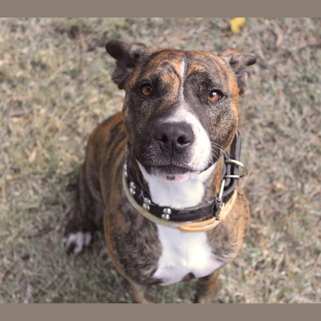 Photo of Tigger