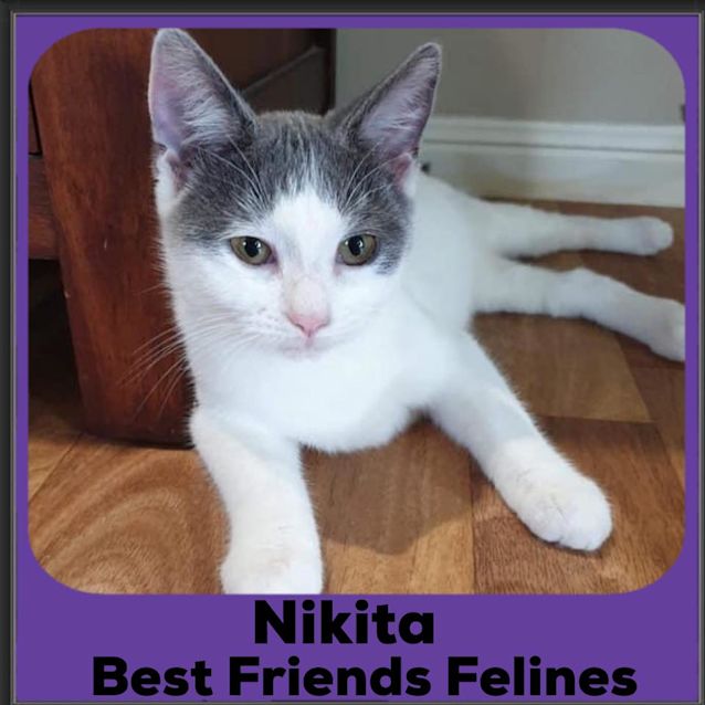 Photo of Nikita 