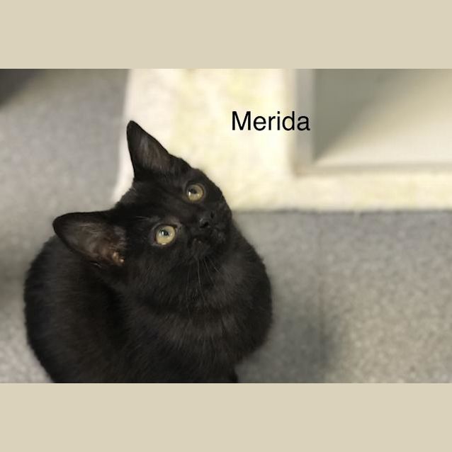 Photo of Merida