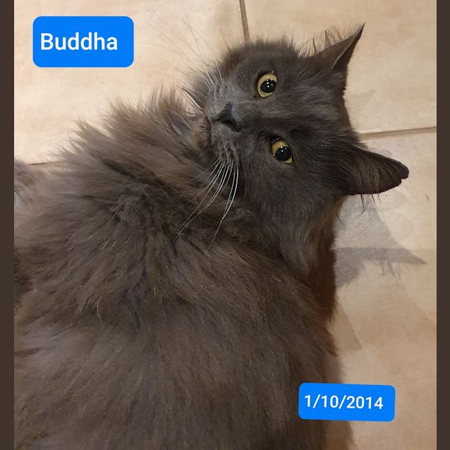 Photo of Buddha