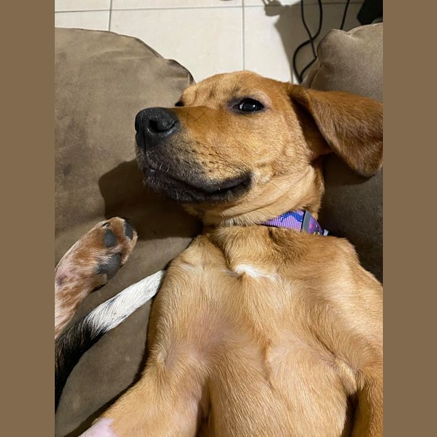 Photo of Ginger