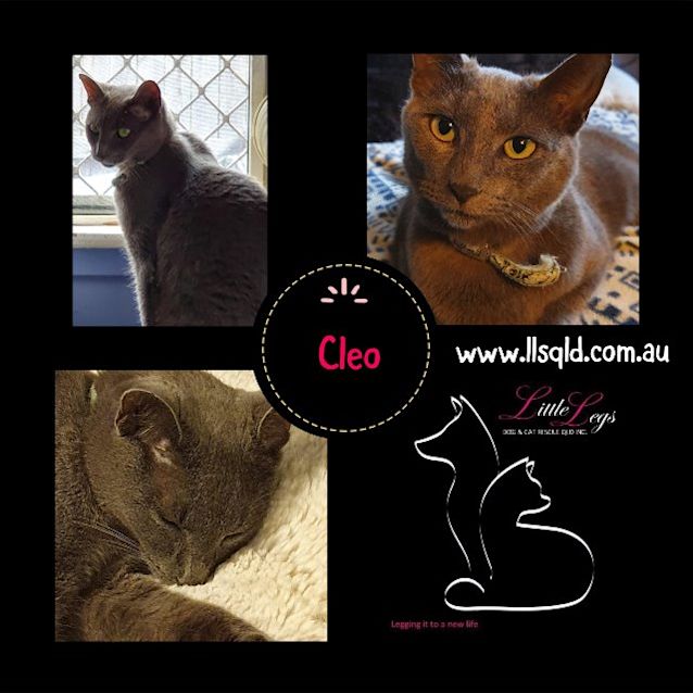 Photo of Cleo