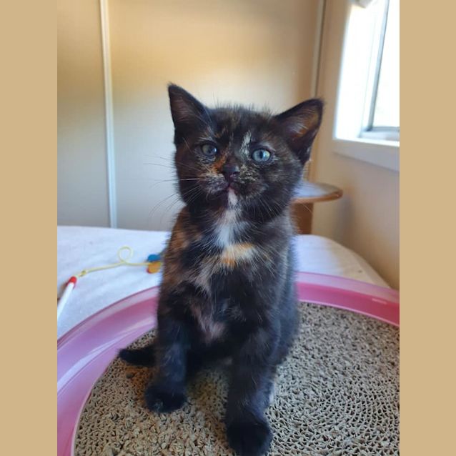 Photo of Buttercup