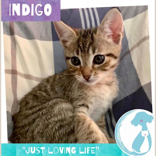 Photo of Indigo 