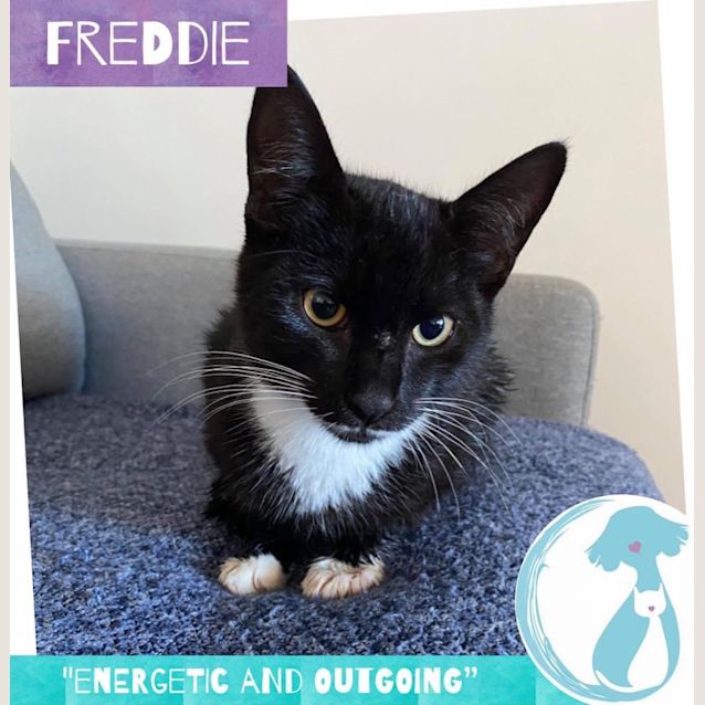 Photo of Freddie