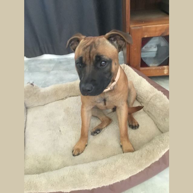 Photo of Caramel
