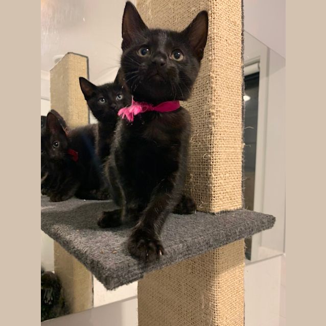 Photo of Callie