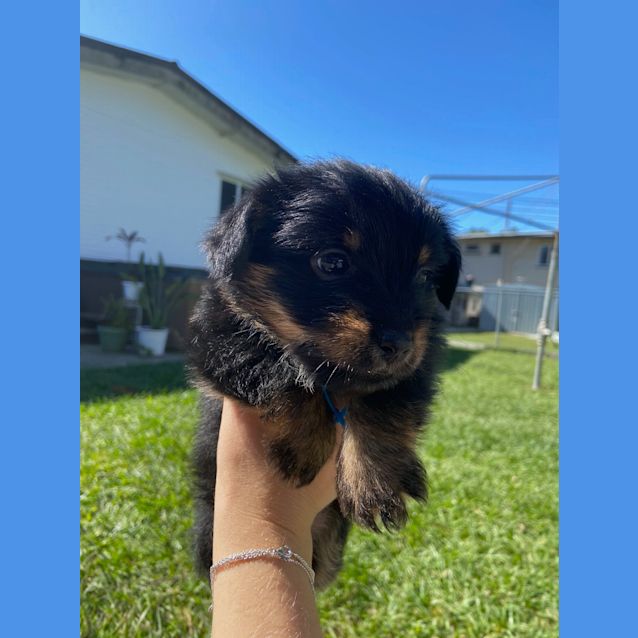 Photo of Bear