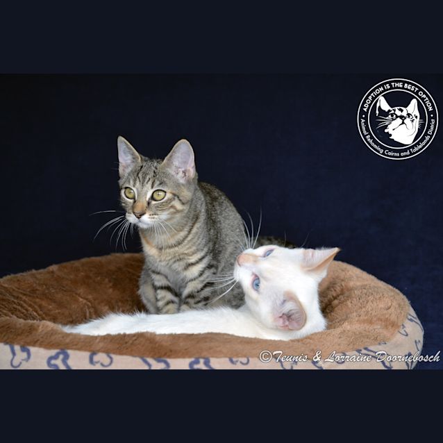 Photo of Egypt And Flame