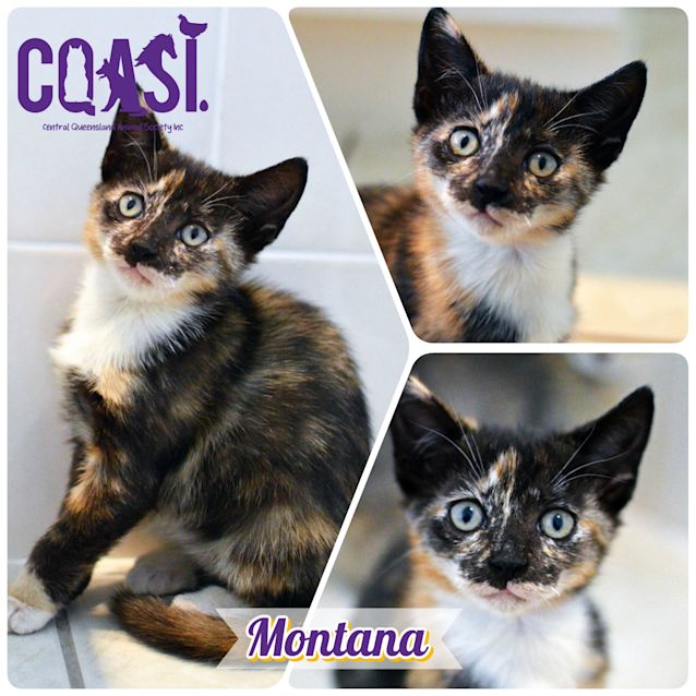 Photo of Montana