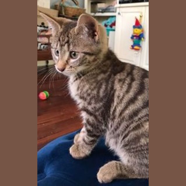 Photo of Mocha
