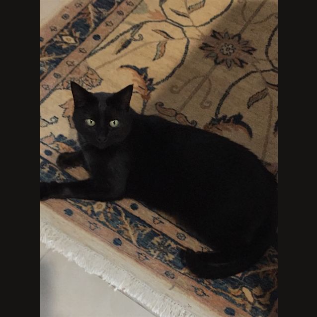 Photo of Merlin