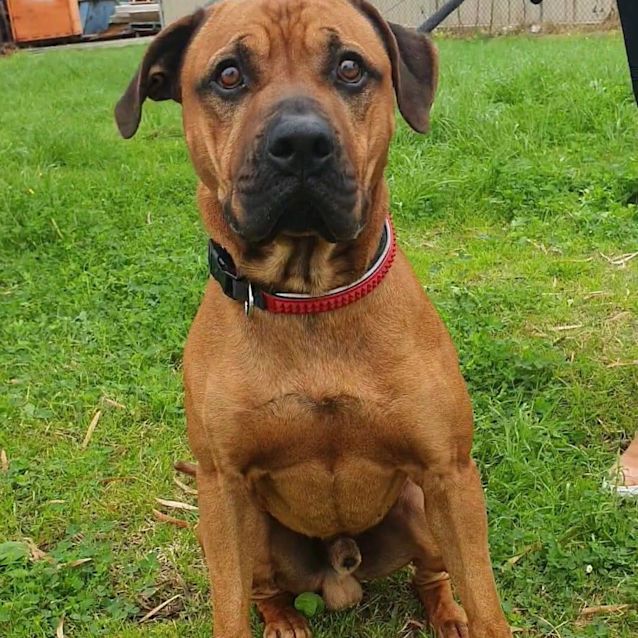 Photo of Mocco Dl2461