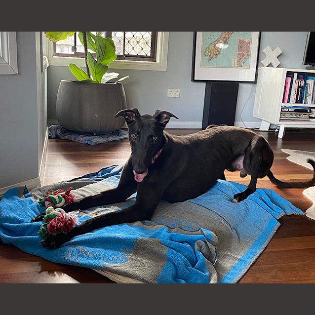 Photo of Bobby.  Brisbane