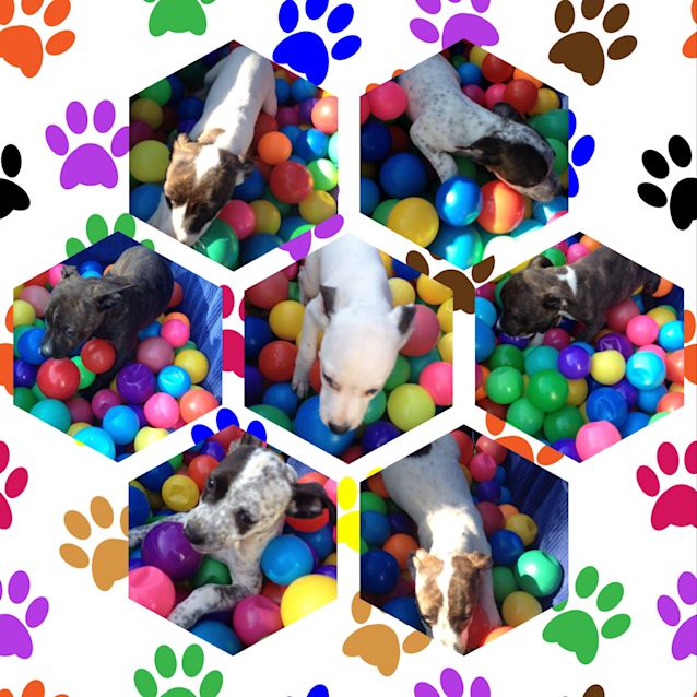 Photo of ♥ Puppy Adventures ♥   Expressions Of Interest