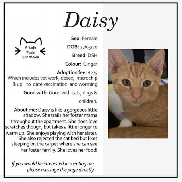 Photo of Daisy