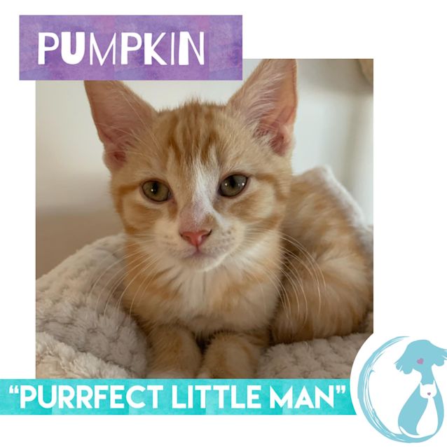 Photo of Pumpkin