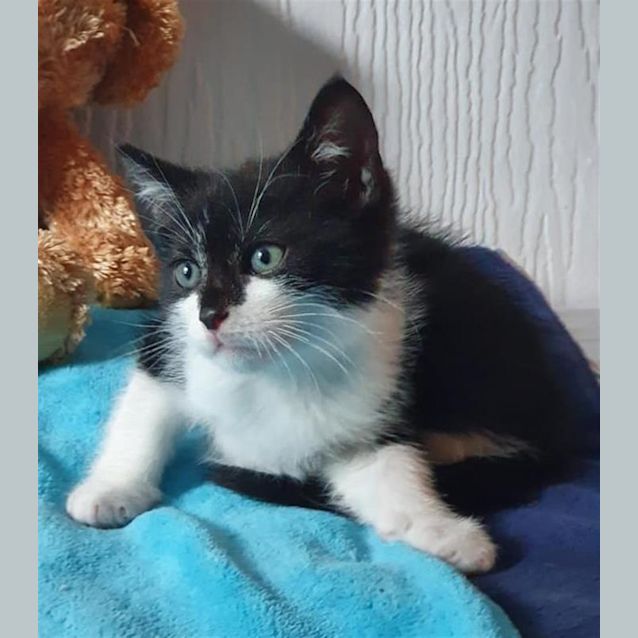 Photo of Zorro