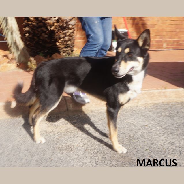 Photo of Marcus