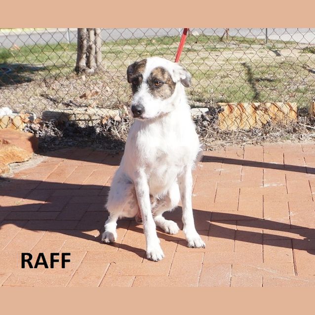 Photo of Raff